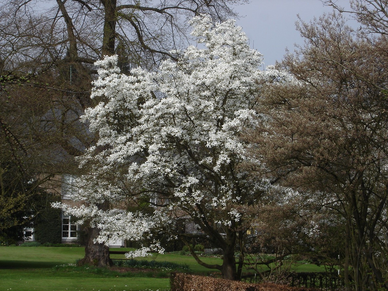 magnolia kobus